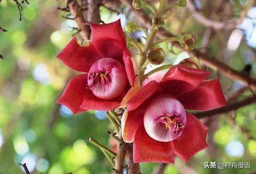 一花一世界一叶一菩提一人一众生,一花一世界一树一菩提一生爱一人