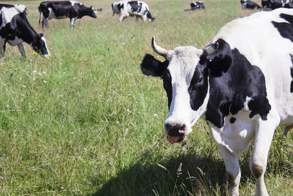 牛得了皮肤病怎么治疗,牛的常见皮肤病是什么