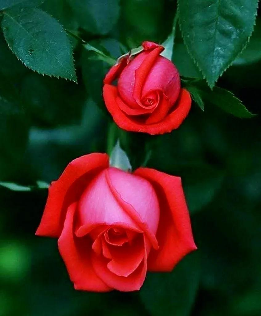 玫瑰是爱情的使者,玫瑰是每个女人的最爱