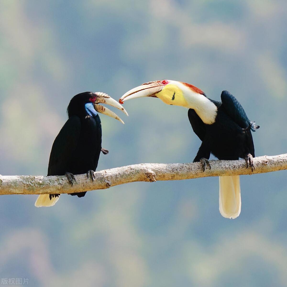 现存的盔犀鸟,头盔犀鸟