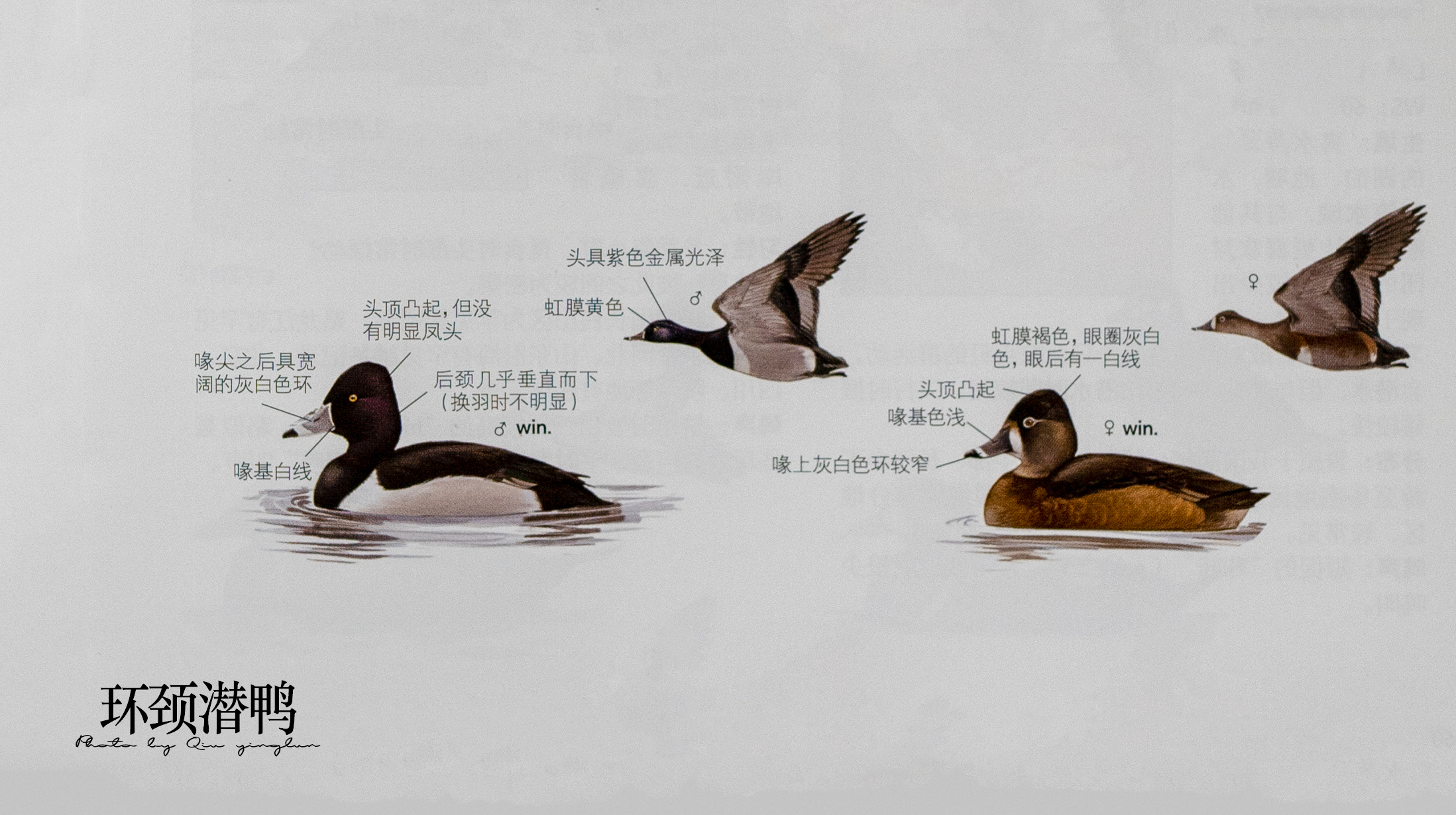 涓滄睙鎻借儨,涓滄睙鎻借儨楦熺被