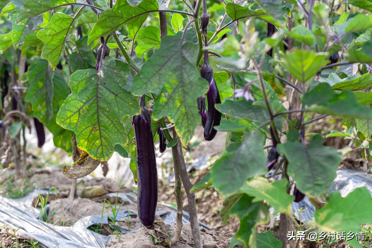茄子和番茄不一样的特征,茄子番茄不长是怎么回事