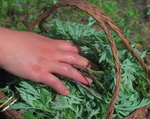 艾叶和麻糖一起蒸来吃有什么好处,蒸艾叶和姜蒸多长时间