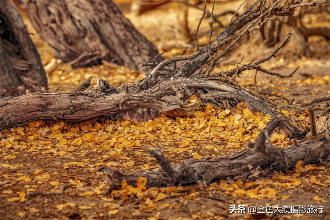 额济纳赏胡杨视频,赤峰额济纳赏胡杨