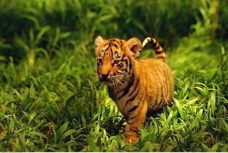 野外遇见老虎侥幸逃脱,在野外碰见老虎怎样自救