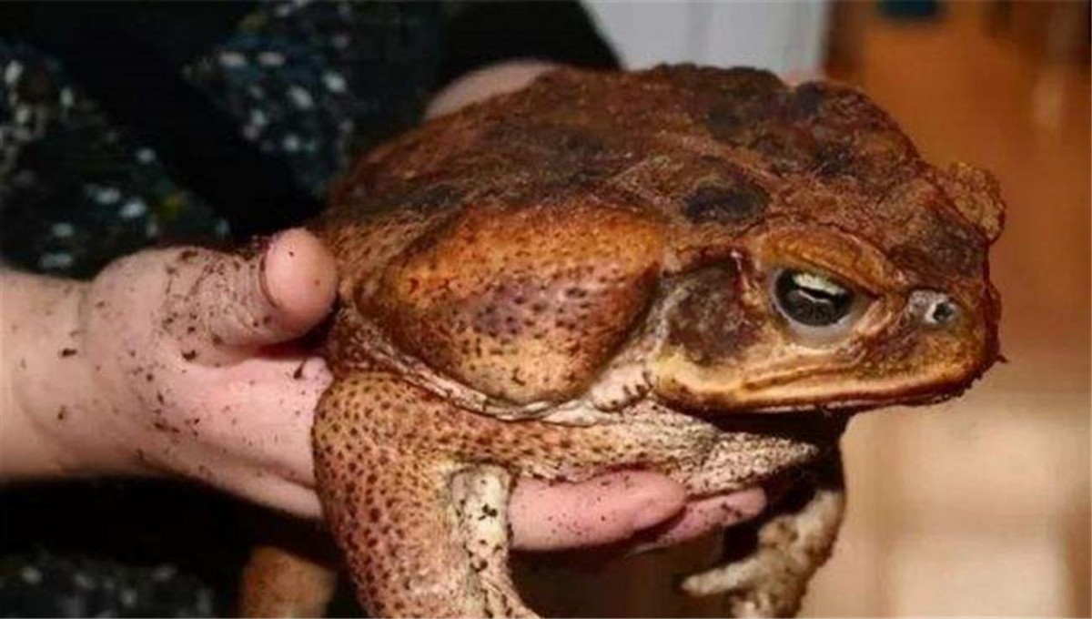 澳大利亚百万骆驼泛滥成灾,澳洲野兔泛滥成灾上演人兔大战