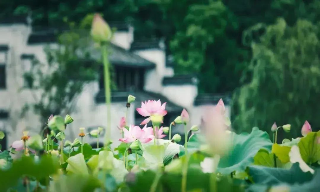 全球学子嘉游赣|上饶的第一波荷花开了，让我们一起步入飘满荷香的夏天！