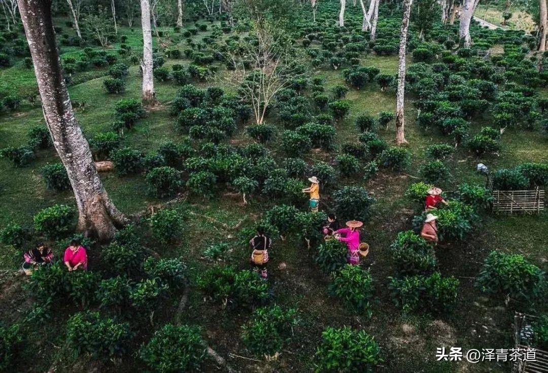 世界十大茶日,国际茶日英文版