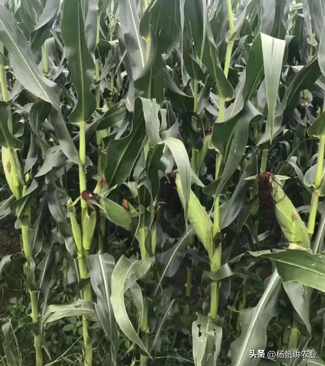 登海533产量多少,登海533产量和登海605哪个产量高