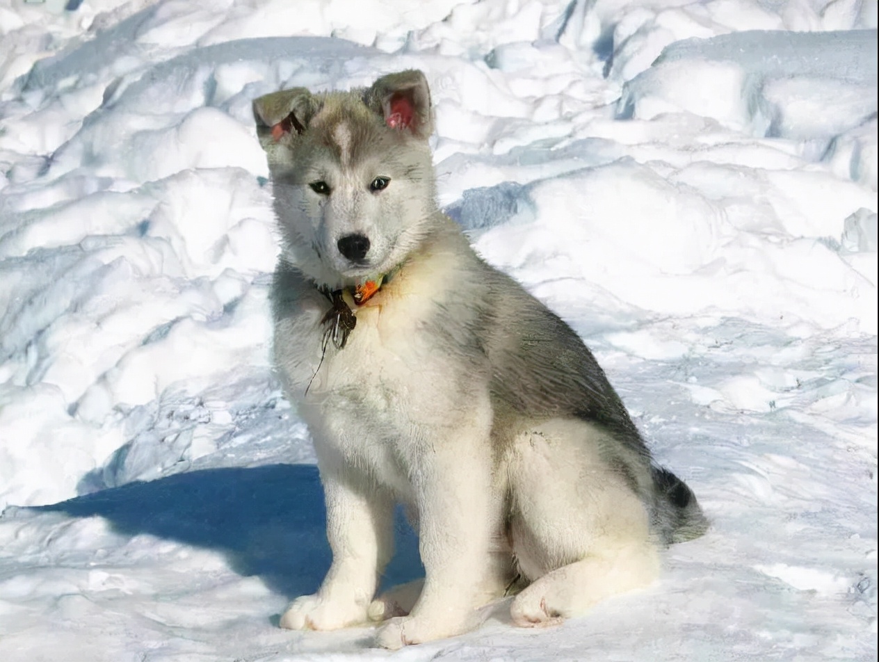 100多种名犬图片大全大图高清,100多种名犬图片大全大图