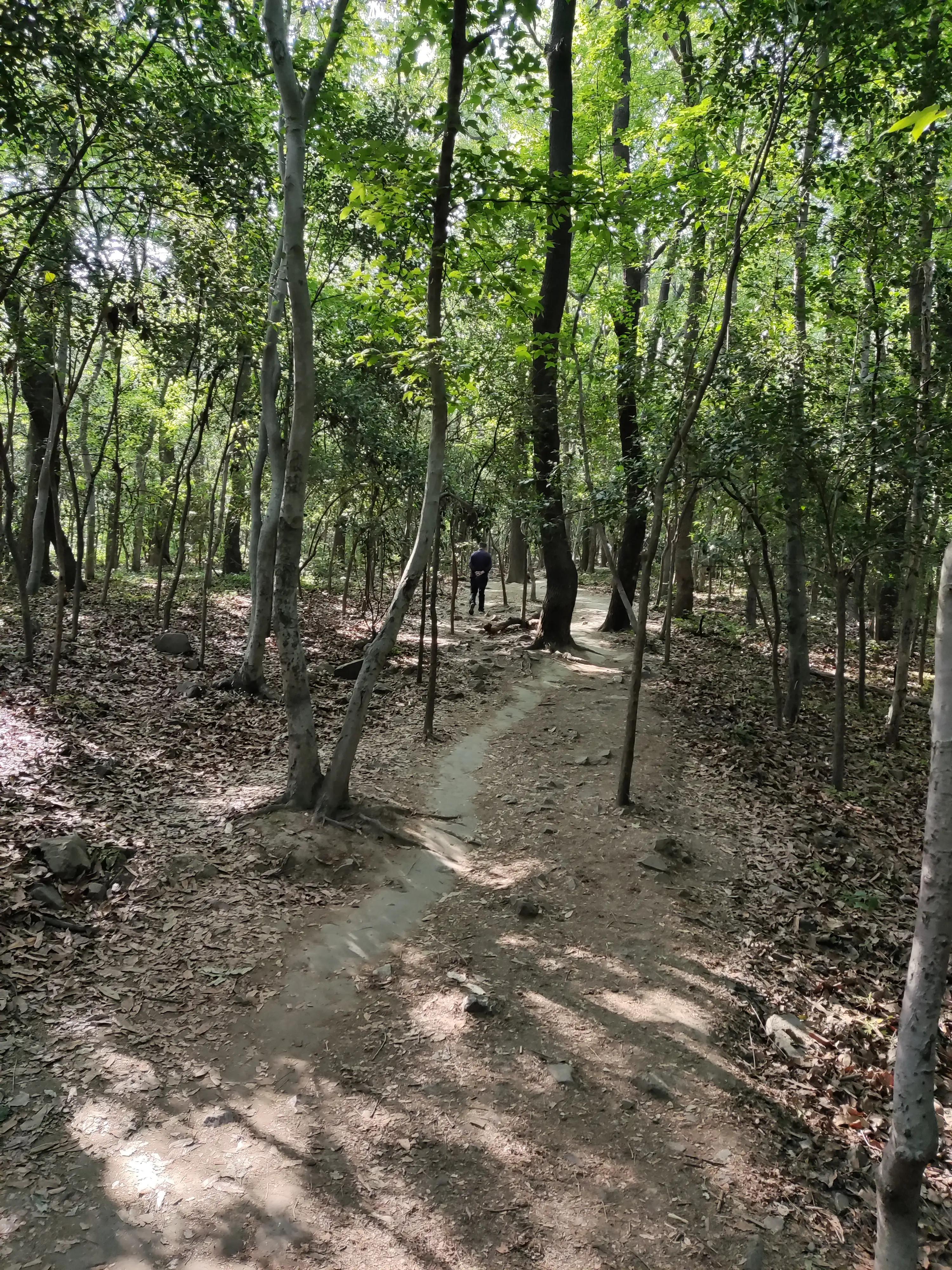 紫金山上的树有多久历史了,山上最难得的古树