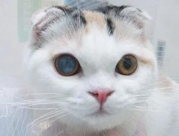 猫咪得了白内障怎么办能治好吗,猫咪白内障手术