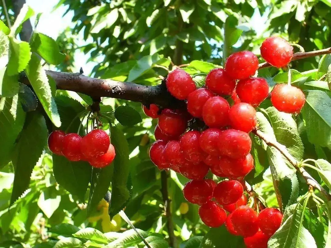 顺义喜邦樱桃采摘园,顺义千亩樱桃采摘园视频