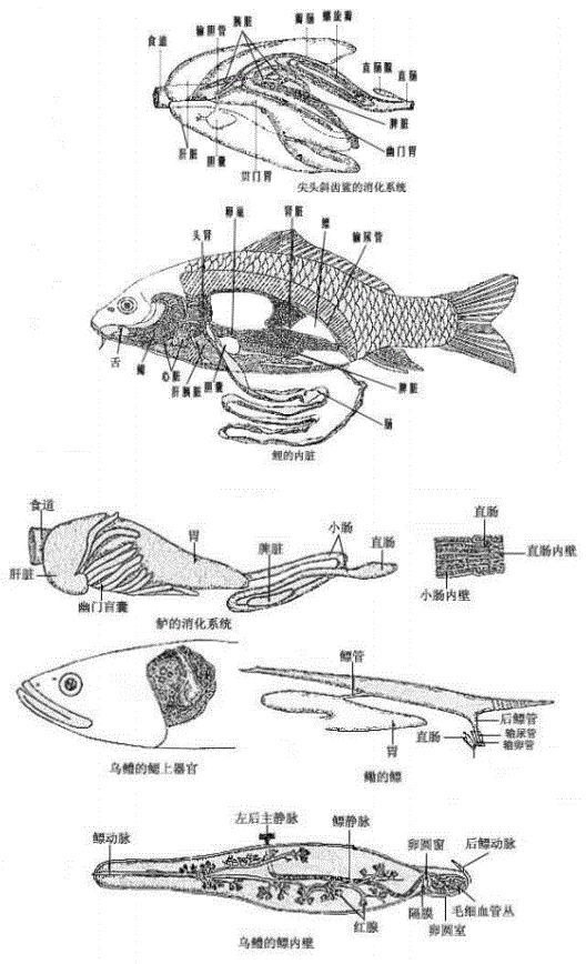 非洲硬舌异口尼罗河的日粮广度变化：对物种保护和水产养殖的影响