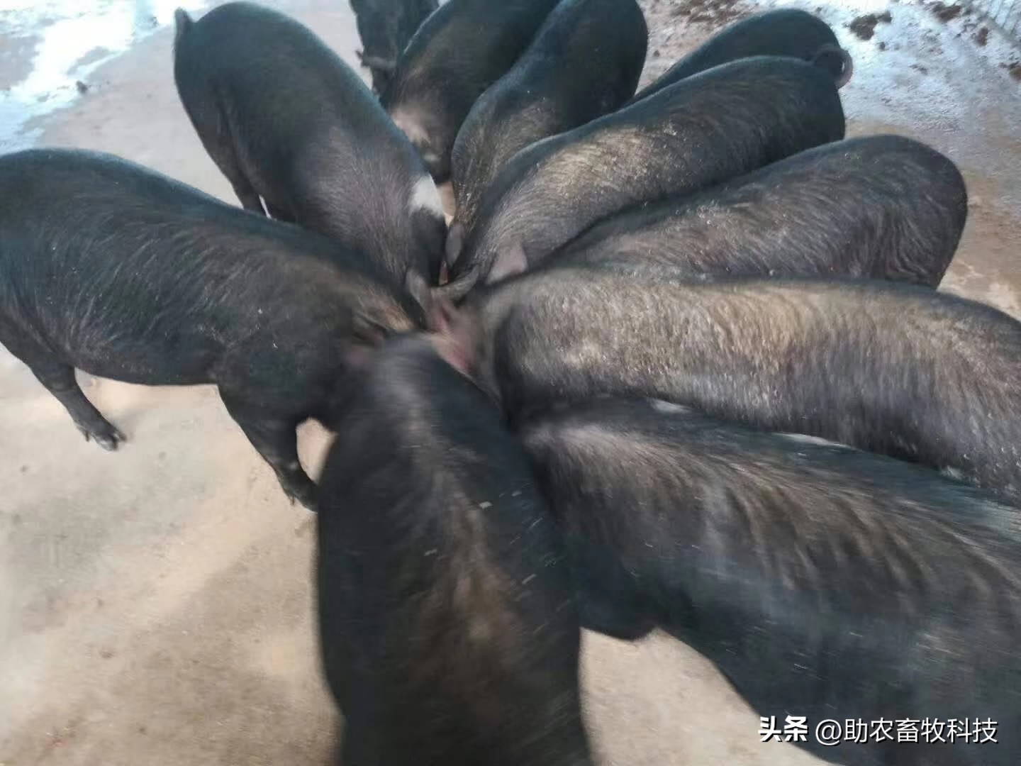 乳酸菌对肠道有什么功效,乳酸菌在猪饲料中的作用