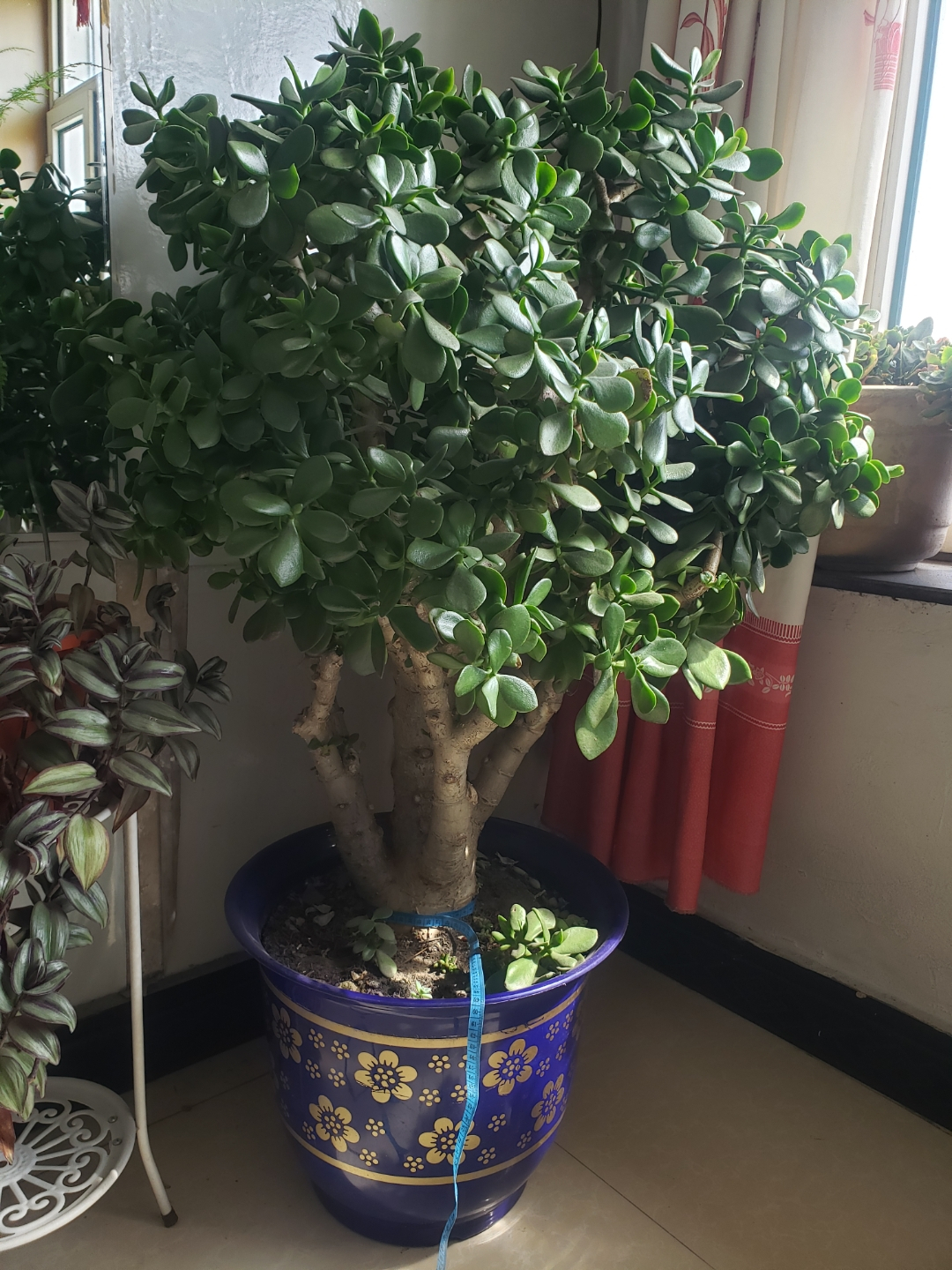 治愈系盆栽绿植推荐,室内小型绿植花卉推荐品种