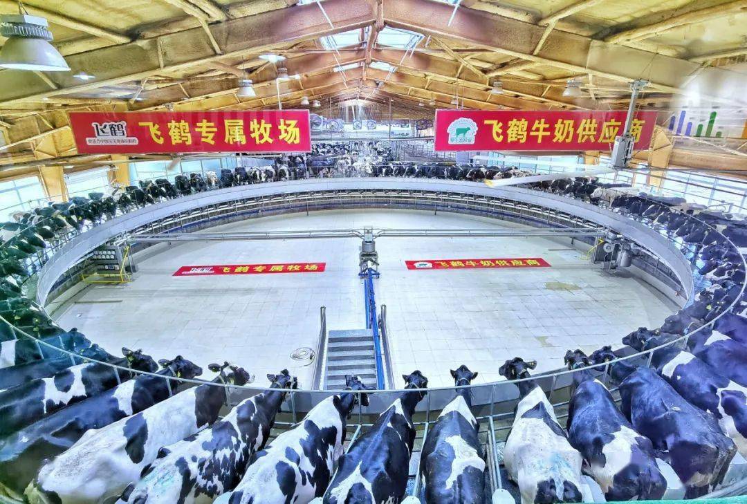 飞鹤奶粉的逆袭,飞鹤更适合中国宝宝体质的好奶粉