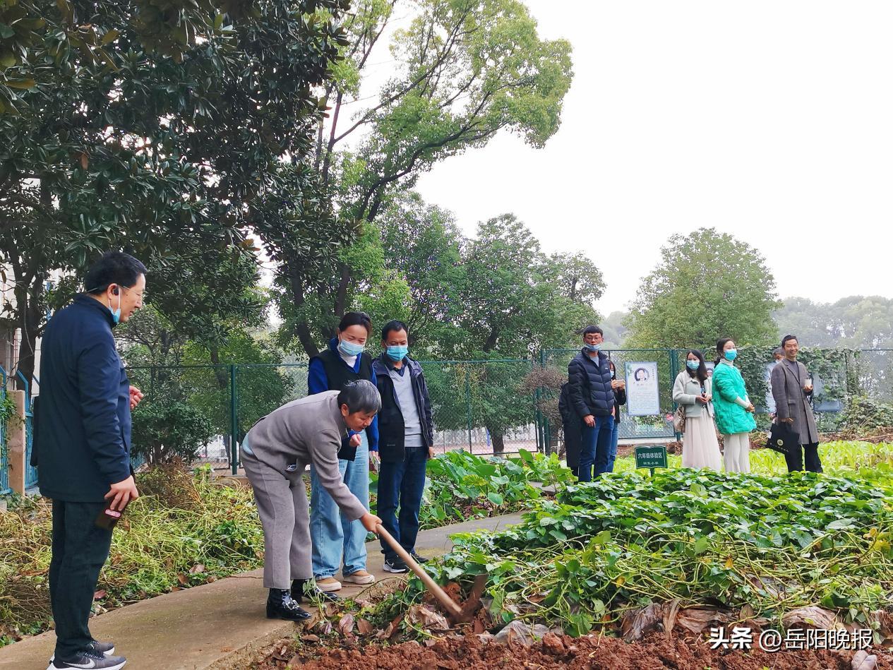 岳阳楼区枫树小学劳动实践记录,劳动观摩课教研活动总结