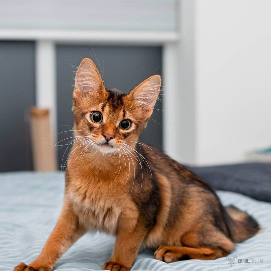 养猫首选这几种猫既便宜又好养,养猫最建议养什么猫