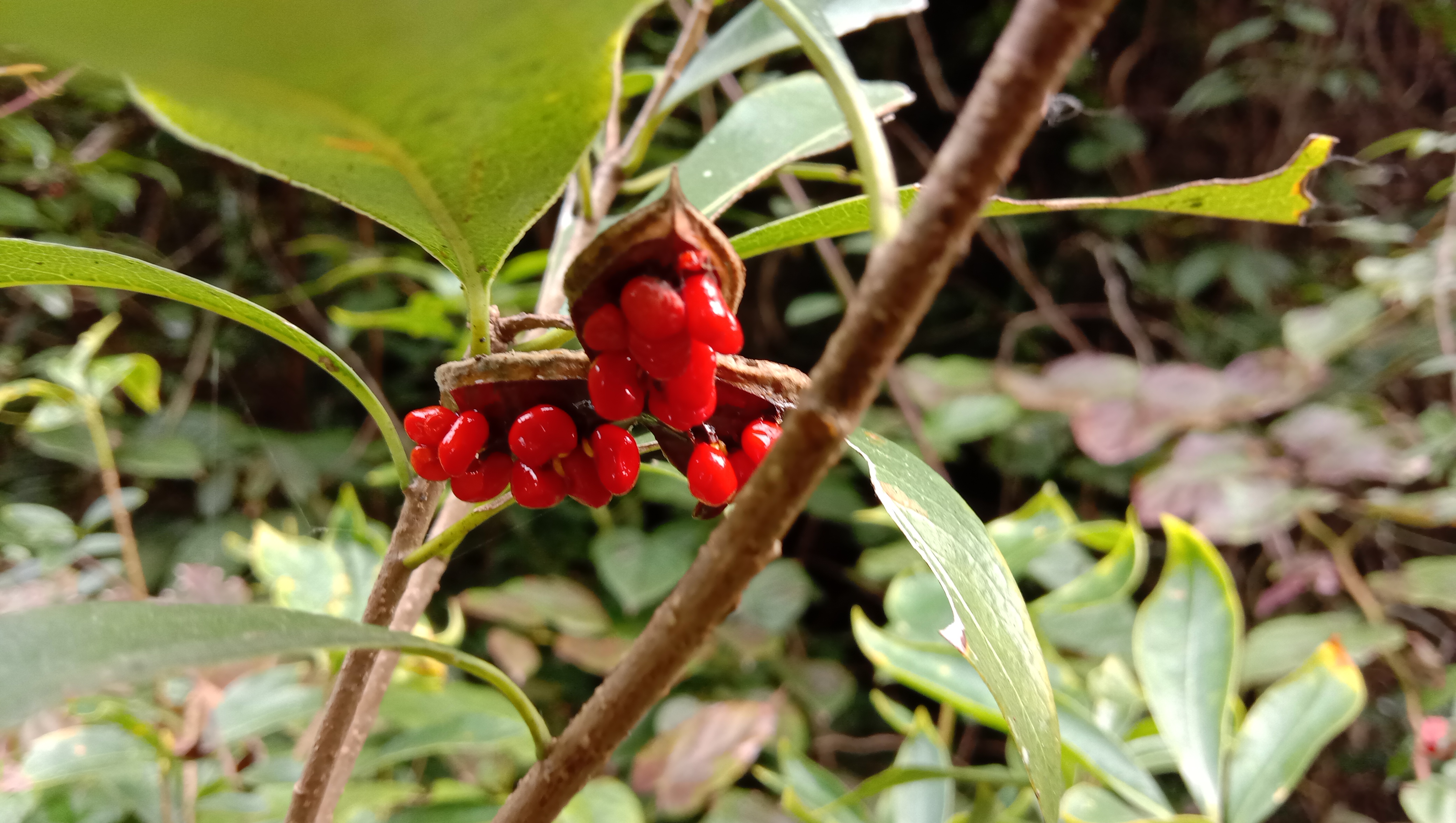 颜值这么高的崖花子没人摘，叶子煮水洗澡，解皮肤痒之痛苦