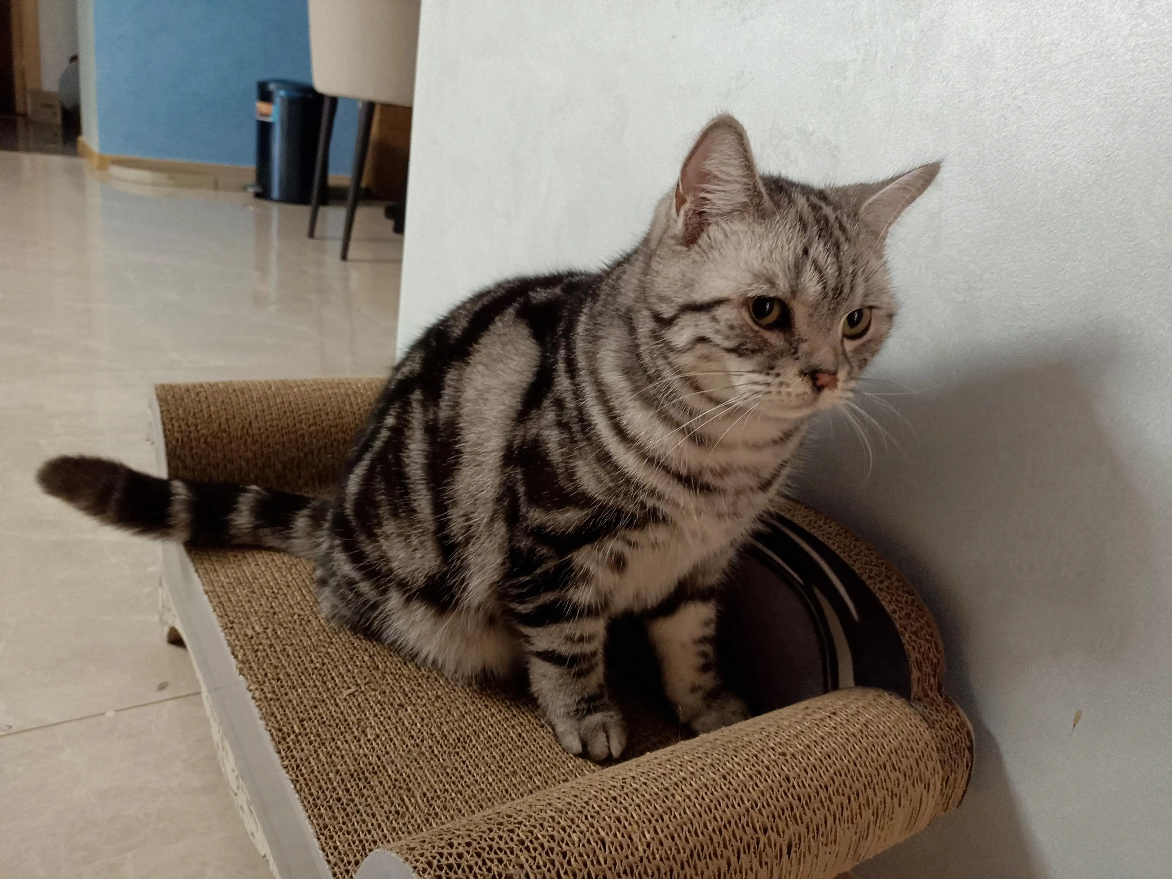 喵喵和猫猫的故事,小猫咪和小奶猫的故事