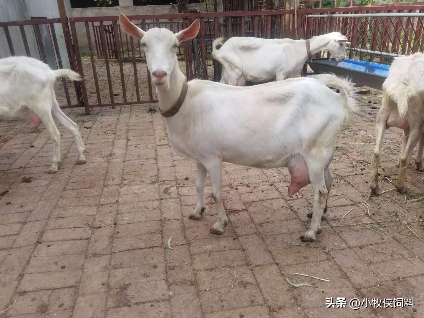 奶羊怎样喂产奶高羊不瘦,奶羊怎么养产奶多