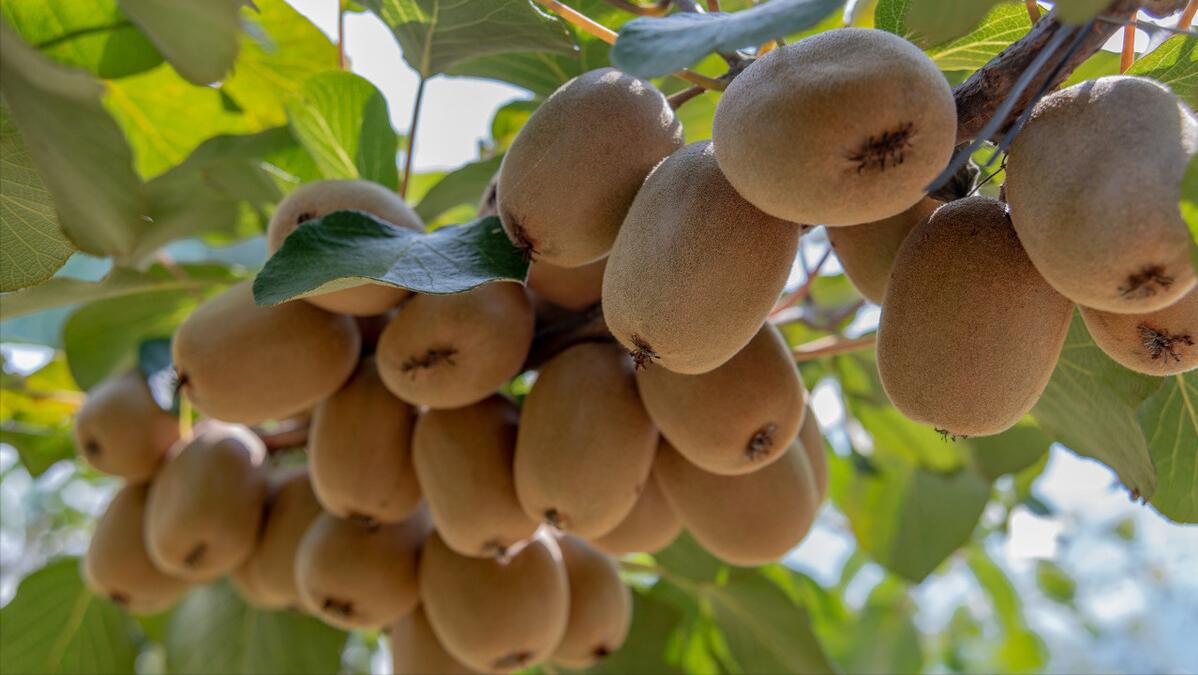 在农村怎样经营好一个家,家庭农场怎么运营需要什么手续