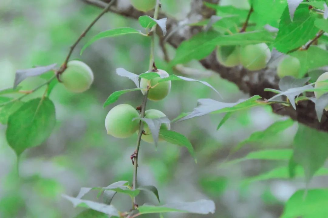 清梅醉|梅子黄时雨，一口梅酒一口粽