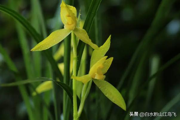 春剑和剑兰哪个品种比较贵一点,春剑和剑兰有哪些区别