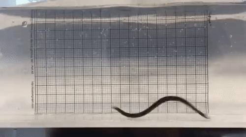 隐私部位也可能寄生！蚂蟥不小心吃下肚，会在人体内长期存活吗？