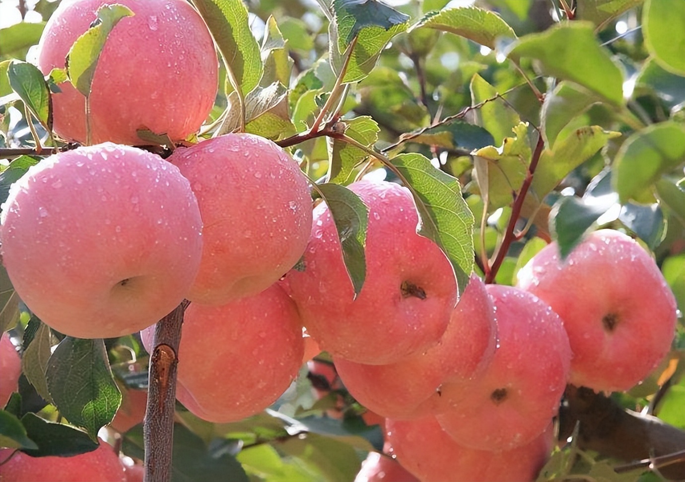 全国哪里的苹果最好吃,全国哪里的苹果最好吃又甜又水灵