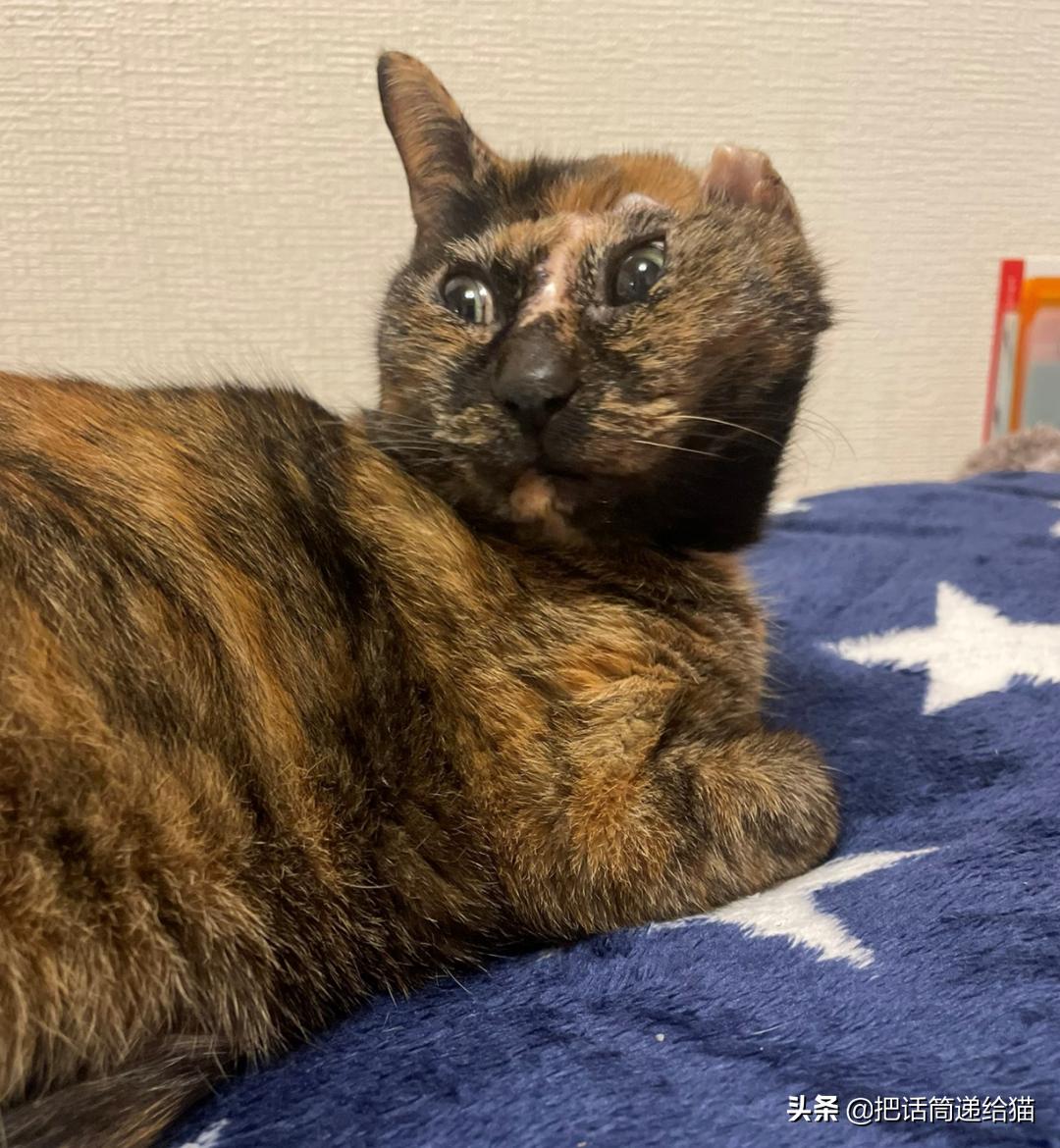 女孩救下一只差点被货车撞死的猫,小女孩救下乌鸦被夺走眼睛