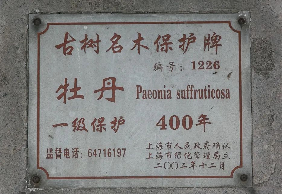 寓意发财好运的花有哪些,六种最旺财吉祥花