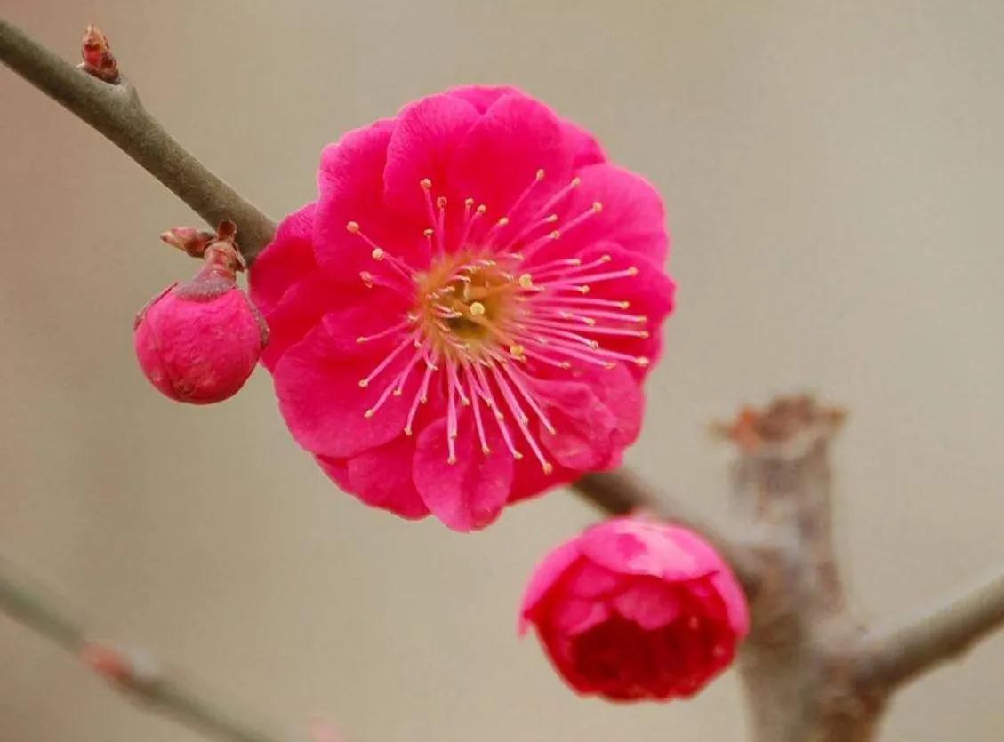 赏花旅游种什么花,春季去公园踏青上百种花让人眼花