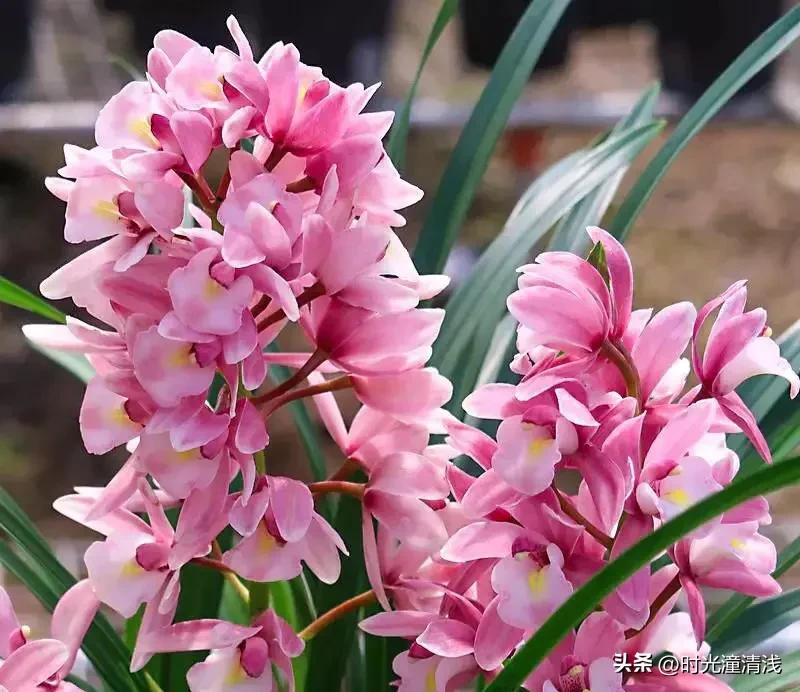 花中四君子之一兰花,兰花花草欣赏