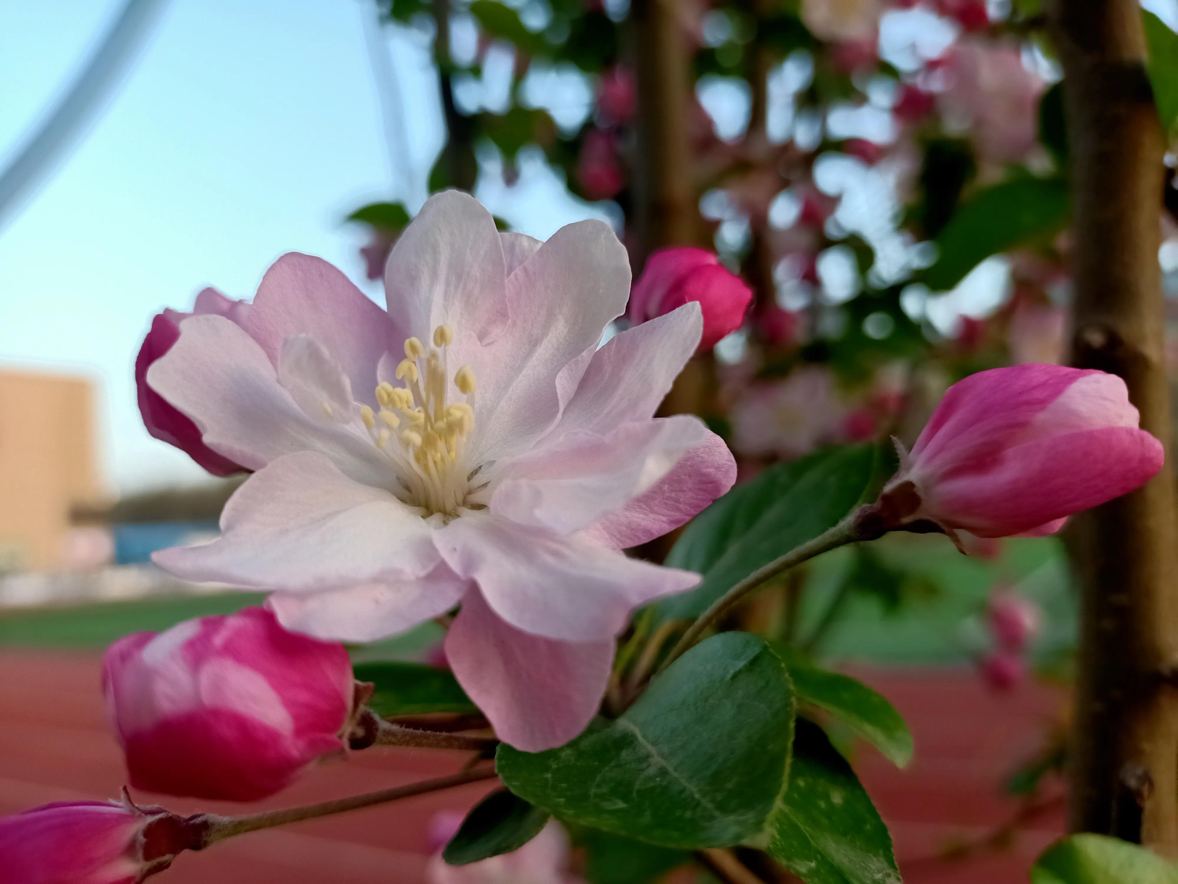 春天里的各种草,春天里的麦苗有多治愈