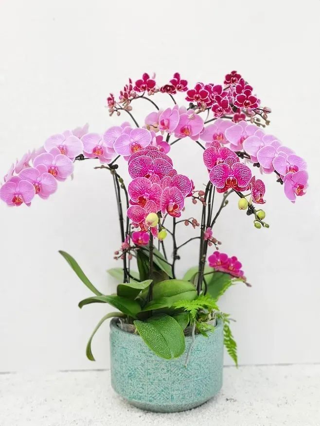 快来看看，兰花的世界真奇妙|壹木星球No.14