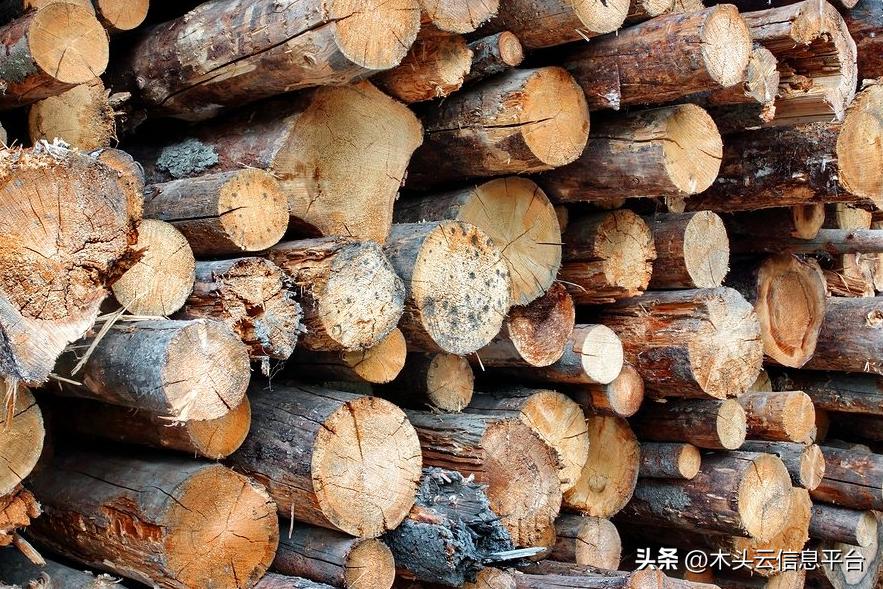 澳大利亚木材能进中国了吗,中国向澳大利亚出口木材