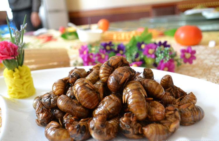 金蝉别只会炸着吃，分享金蝉的3种做法，入味好吃，酥脆不油腻