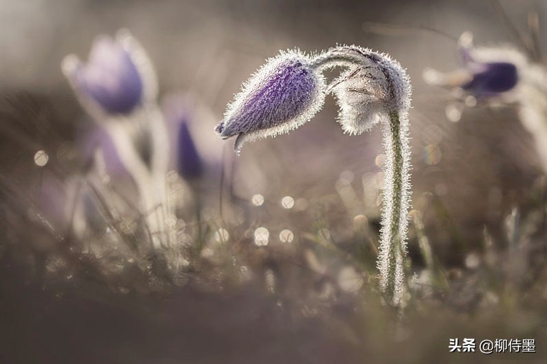 花朵唯美拍照,花朵如何拍摄唯美