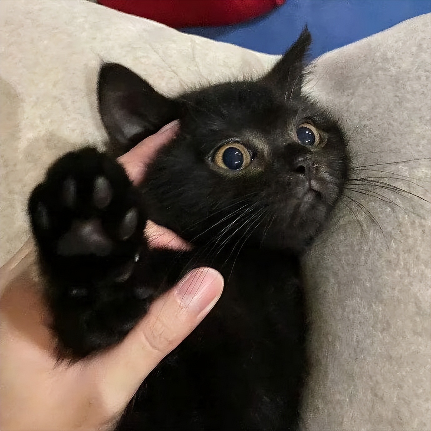 老人说好男不养猫好女不养狗,老人养猫为什么比较乖