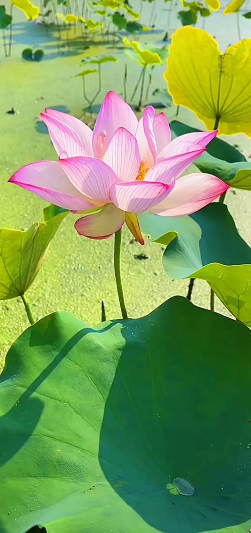 夏的季节荷花图片,三夏荷花图片