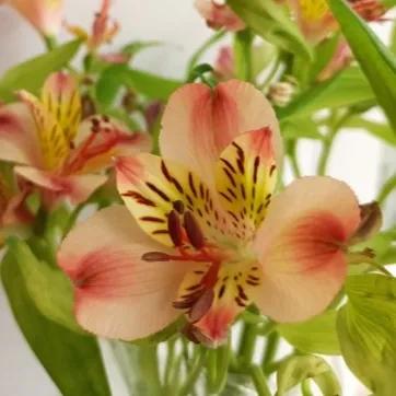 100种迷人的“数字花”,从零到一百万,真是太神奇了