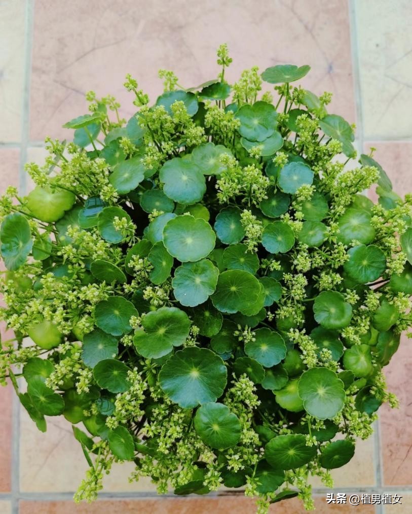 适合在家养的常开花的植物,最好养的开花植物开花不断