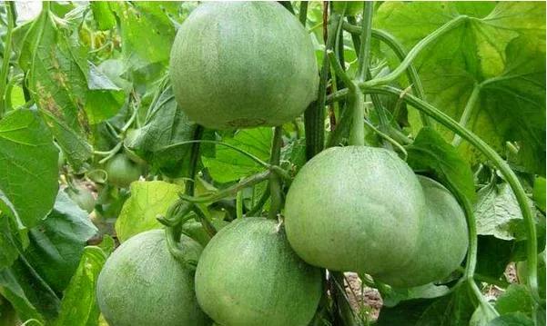 绿宝石香瓜一亩种植多少,青皮香瓜的种植技术