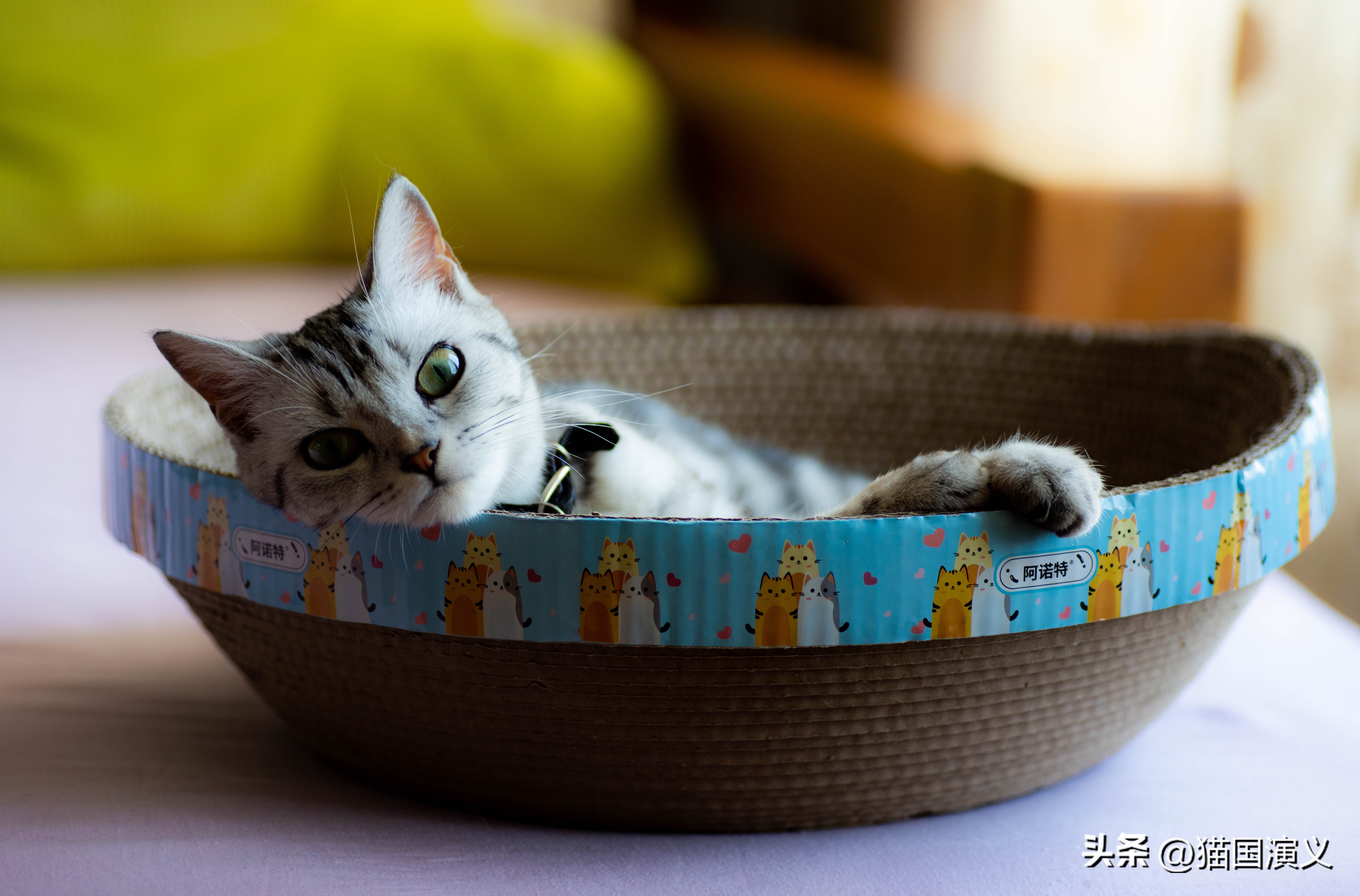 怎么让猫咪熟悉自己的猫窝 (猫咪适合什么样的猫窝)