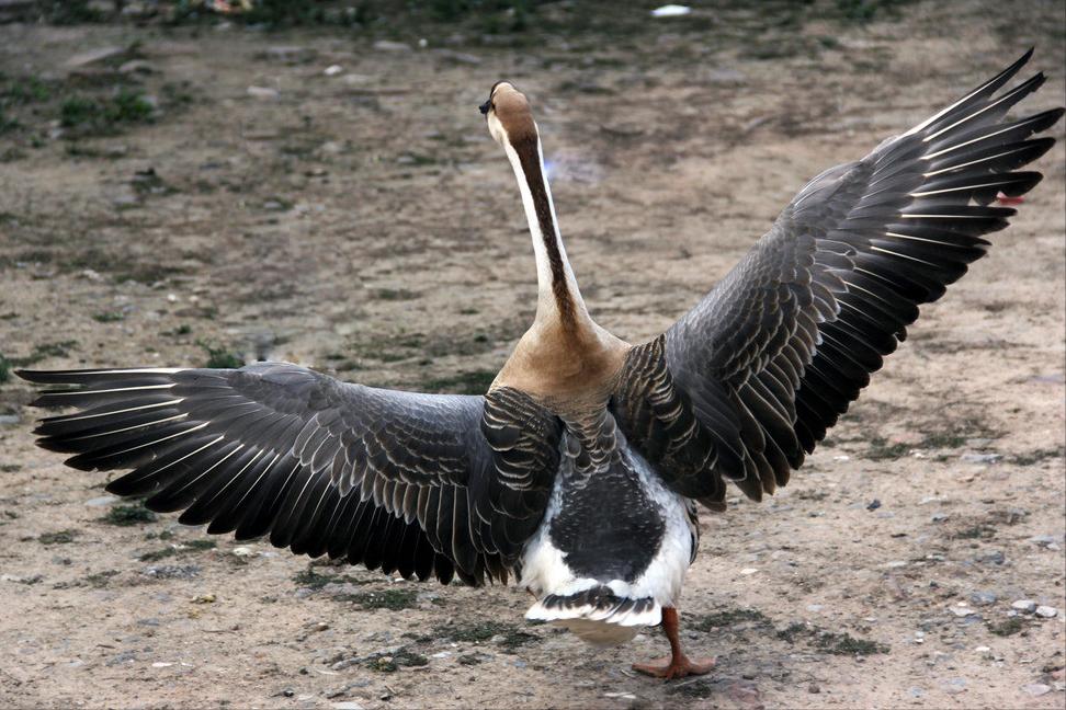 蛇最怕什么农村怎么防蛇,蛇最怕什么东西驱赶