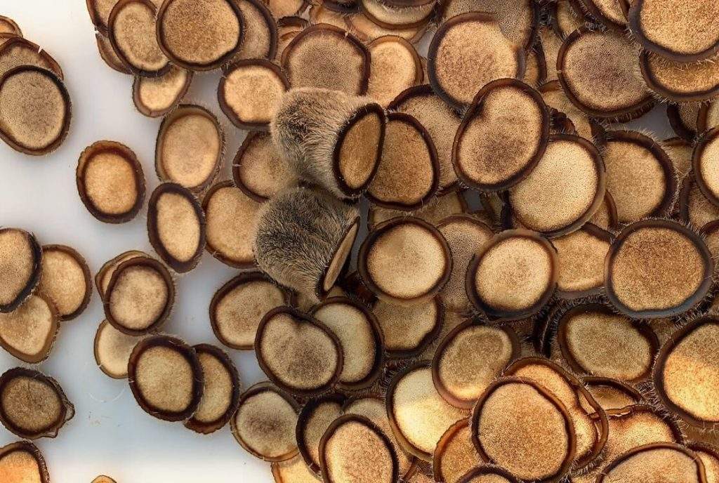 为什么鹿肉没有传统肉,鹿肉为什么那么好吃