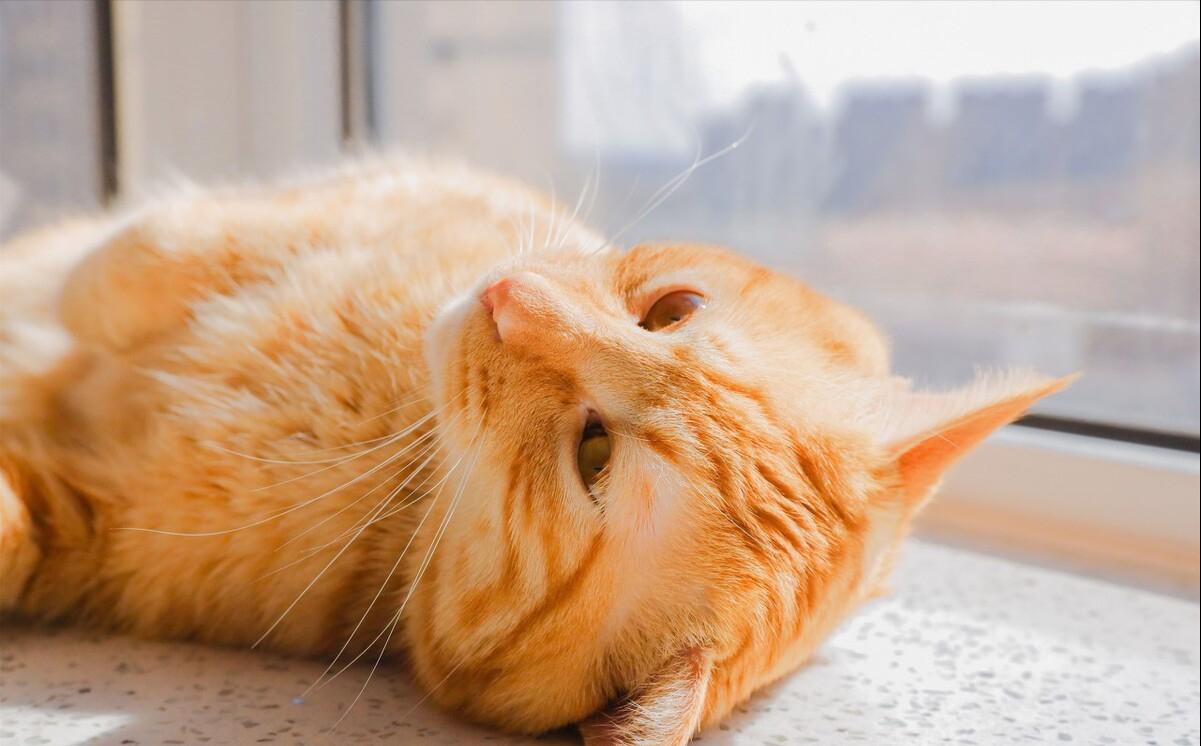 这5种猫堪称白眼狼养了也白养,猫白眼狼