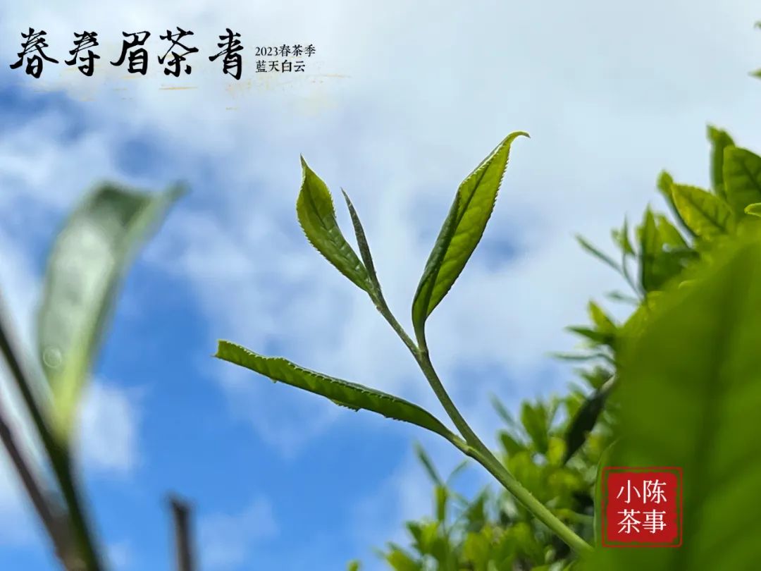 白茶寿眉好喝还是银针好喝,白茶寿眉和白毫银针